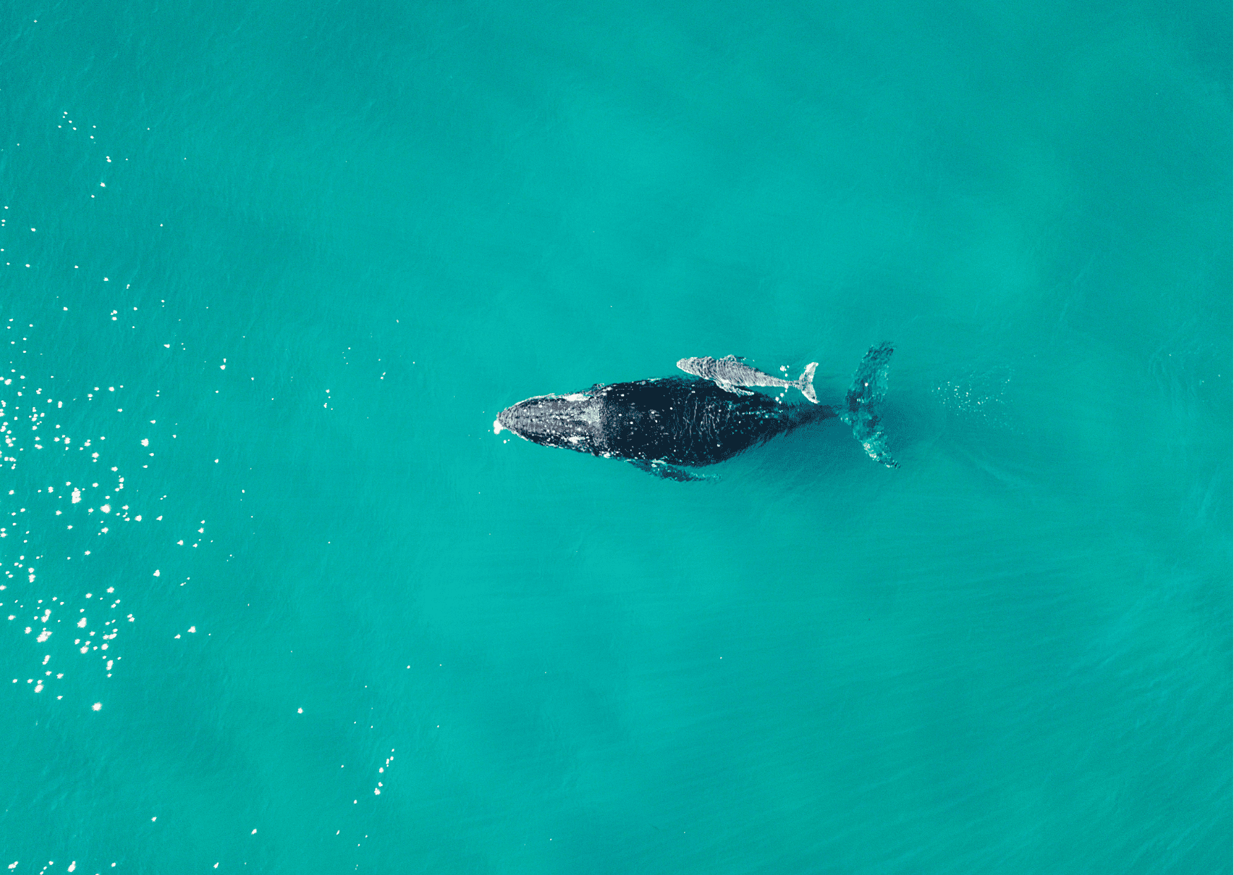 Humpback Whale Watching Panama - Best Whale Watching Tours