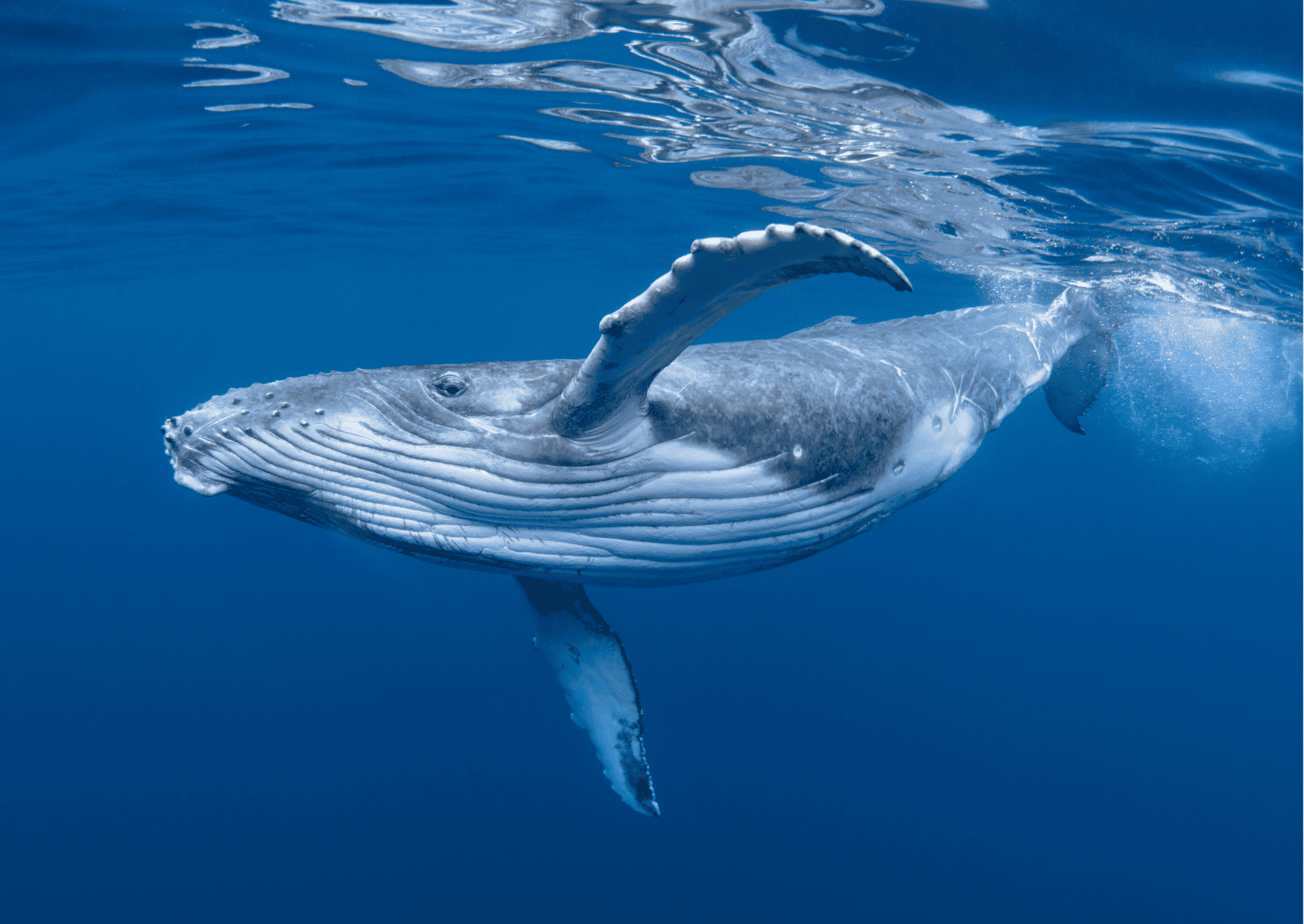 Humpback Whale Watching Panama - Best Whale Watching Tours