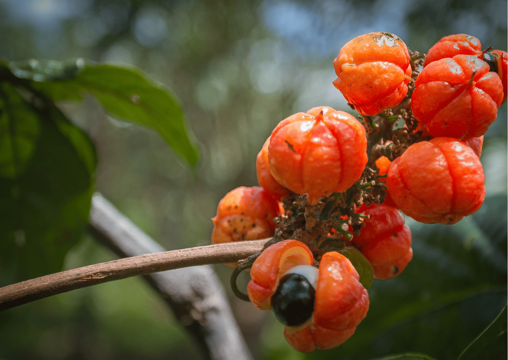 South American Drinks, Drinks in South America You Absolutely Need to Try