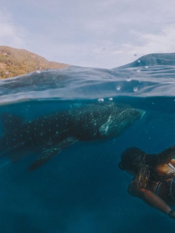 How to get from Manila to Donsol Best Way, cheapest way from Manila to Donsol, best way from Manila to Donsol, bus from from Manila to Donsol, bus schedule from Manila to Donsol, bus fare from Manila to Donsol