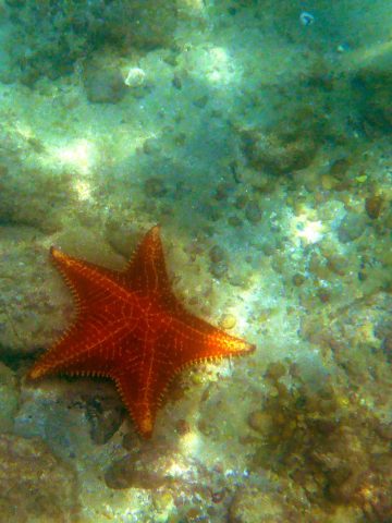 How To Get From Rio de Janeiro to Ilha Grande Best Way, cheapest way from Rio de Janeiro to Ilha Grande, Rio de Janeiro to Ilha Grande, bus from Rio de Janeiro to Ilha Grande, taxi from Rio de Janeiro to Ilha Grande, shared van from Rio de Janeiro to Ilha Grande, Uber from Rio de Janeiro to Ilha Grande, taxi from Rio de Janeiro to Ilha Grande, best way from Rio de Janeiro to Ilha Grande