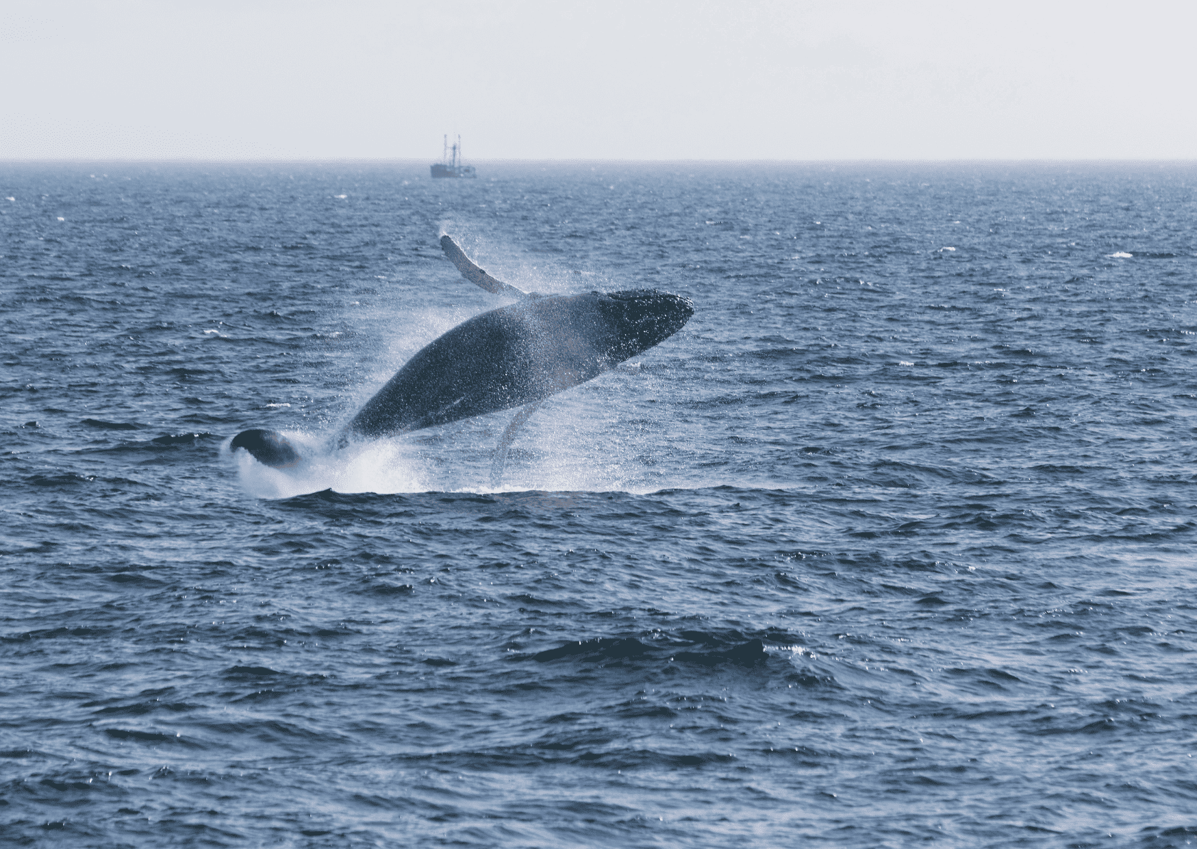 best tours in Punta Cana, best excursions in Punta Cana