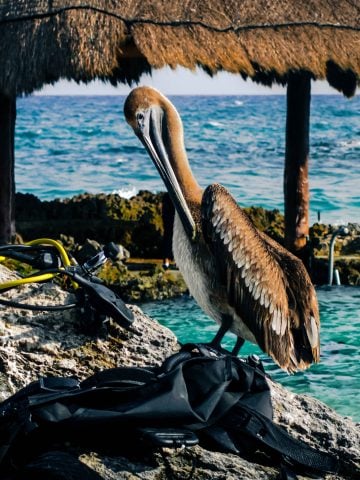 How To Get From Flores to Chetumal Best Way, cheapest way from Flores To Chetumal, Flores To Chetumal, ado bus from Flores To Chetumal, bus from Flores To Chetumal, shared van from Flores To Chetumal, Colectivo from Flores To Chetumal, Uber from Flores To Chetumal, taxi from Flores To Chetumal, best way from Flores To Chetumal