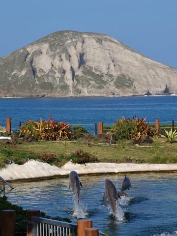 Sea Life Park in Hawaii: What to Experience in Sea Life Park