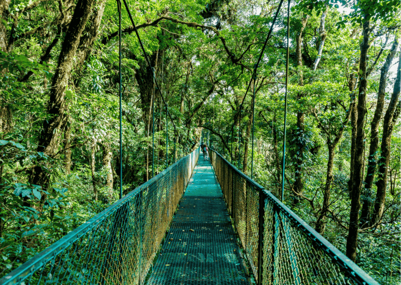 8 Reasons Why Not to Visit Costa Rica And 7 Main Reasons To Visit, Hanging Bridges in Cloudforest Costa Rica - 3 Week Costa Rica Itinerary_ Everything to Know and Do for a Costa Rica Three Week Itinerary