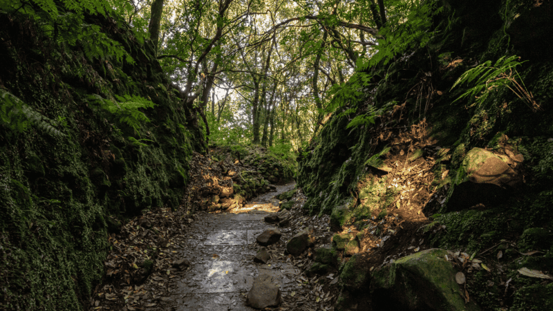 10 Common Mistakes to Avoid in Madeira and How to Avoid Them, Levada do Caldeirão Verde in Madeira Portugal - Madeira Itinerary 5 Days