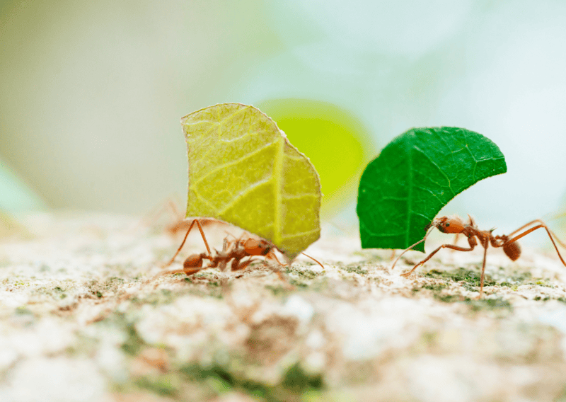even more Biodiversity found in Cahuita National Park - Cahuita and Punta Uva Itinerary