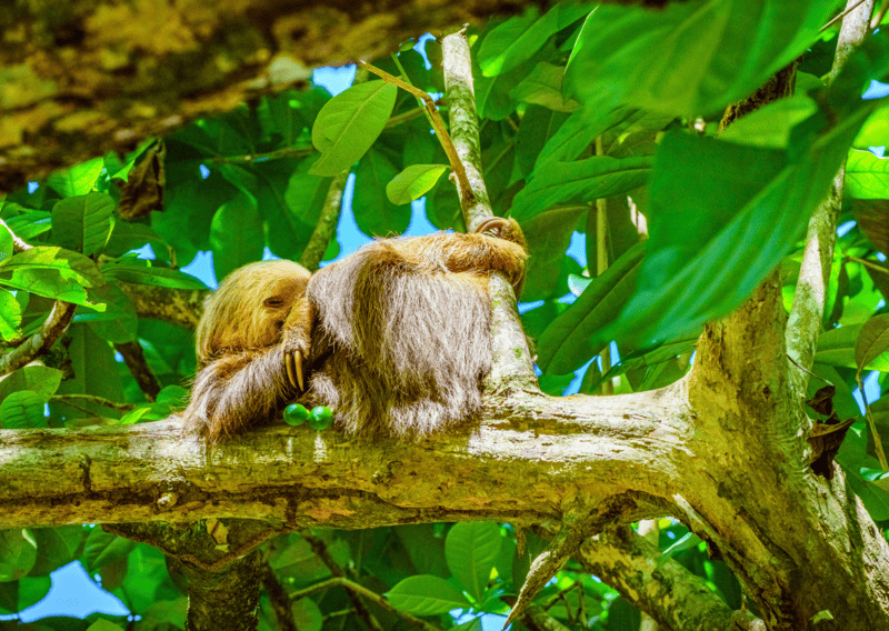 Sloths in Cahuita National Park - 5 Day Costa Rica Caribbean Guide: Cahuita and Punta Uva Itinerary