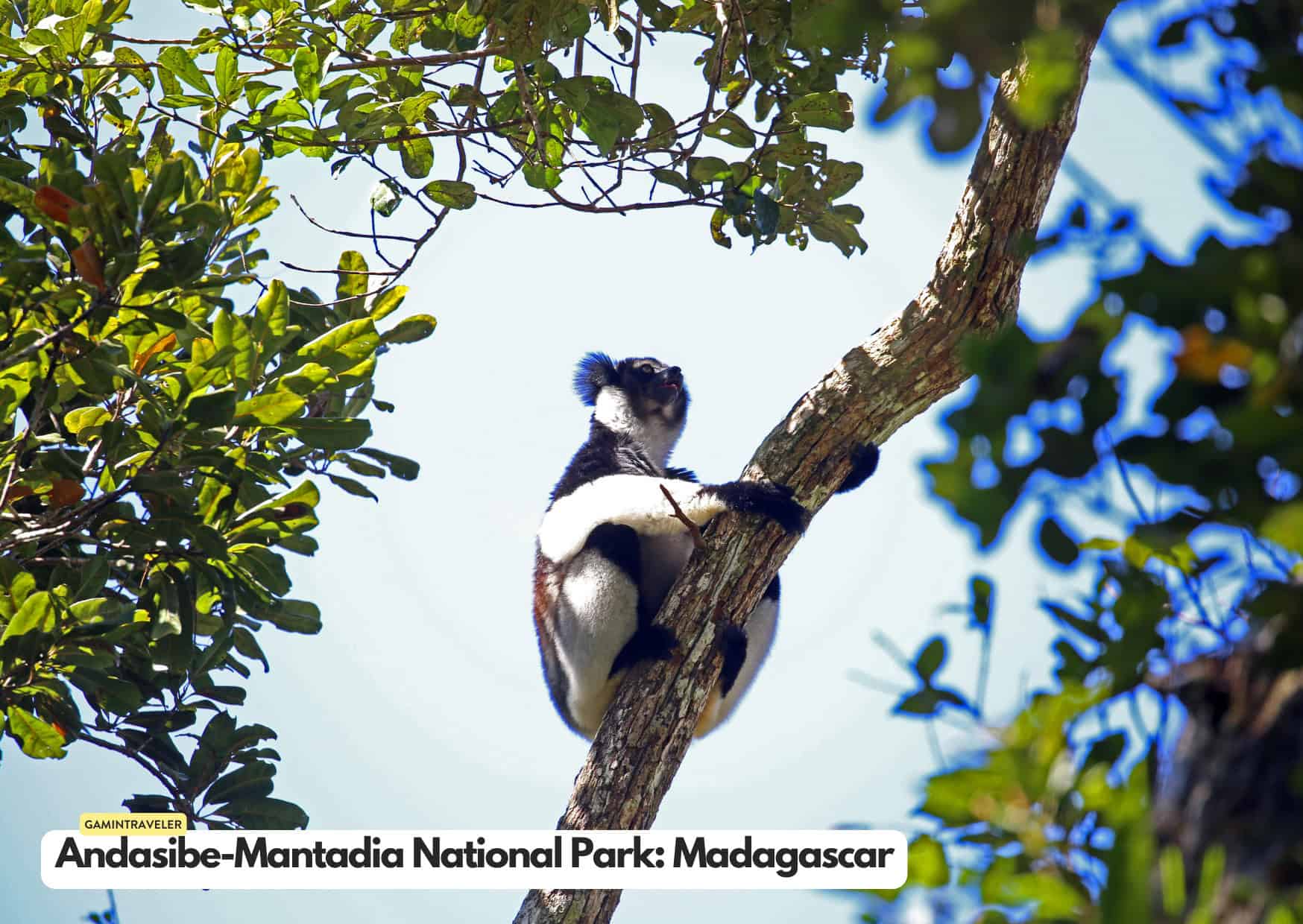 Can't Afford an African Safari? 10 Safaris Around the World Cheaper Than An African Safari 10 Andasibe Mantadia National Park in Madagascar Safaris around the world