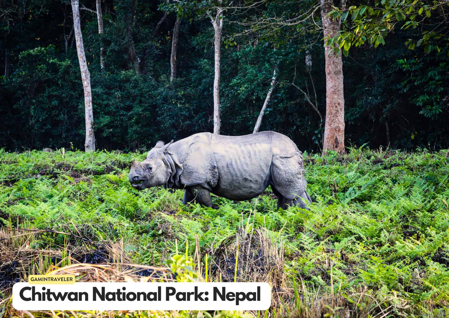 Can't Afford an African Safari? 10 Safaris Around the World Cheaper Than An African Safari 4 Can't Afford an African Safari? 10 Safaris Around the World Cheaper Than An African Safari