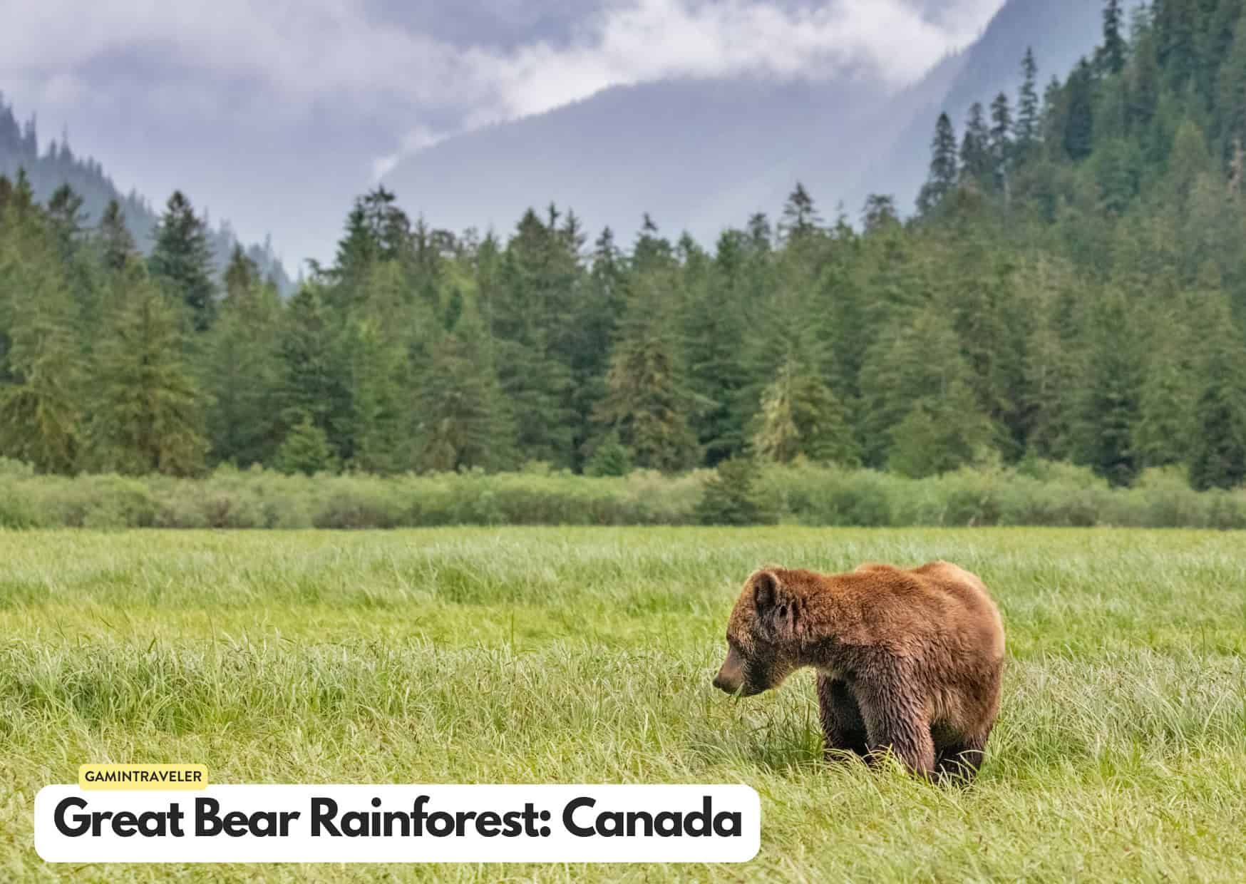 Can't Afford an African Safari? 10 Safaris Around the World Cheaper Than An African Safari 8 Can't Afford an African Safari? 10 Safaris Around the World Cheaper Than An African Safari