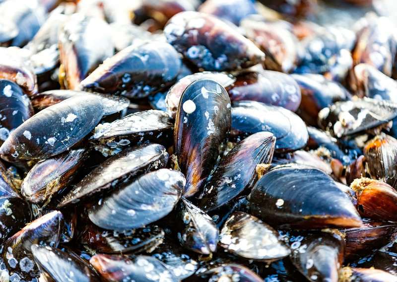 How to Make Moules - Authentic Moules (Recipe Guide) Tips and Calories