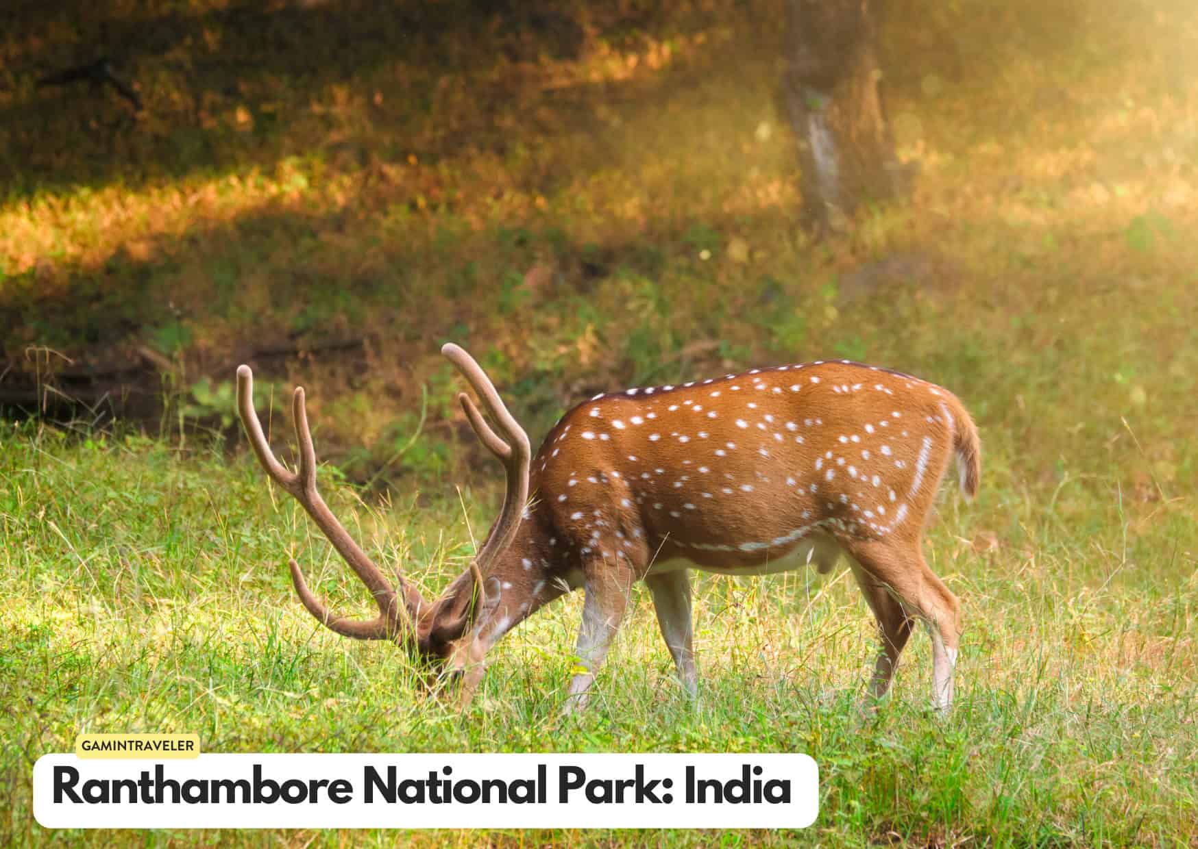 Can't Afford an African Safari? 10 Safaris Around the World Cheaper Than An African Safari 2 Can't Afford an African Safari? 10 Safaris Around the World Cheaper Than An African Safari