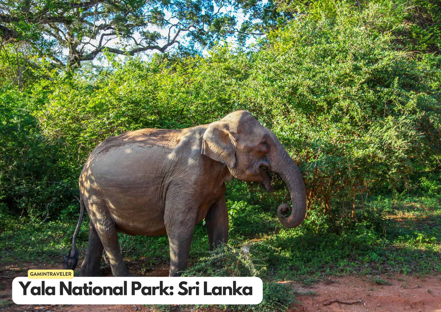 The Best Destinations for an Incredible Wildlife Adventure