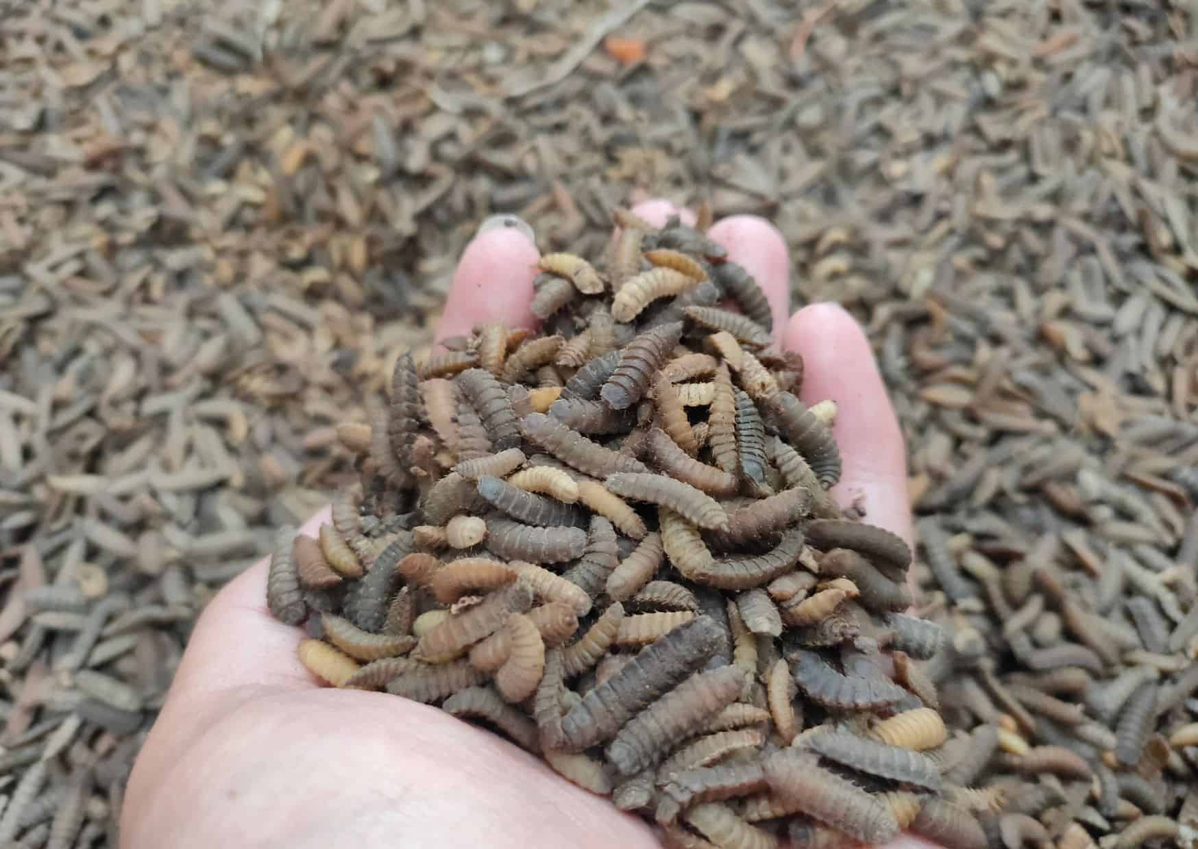 10 Weirdest Foods People Actually Eat Around the World (Would You Dare?) 3 Food 1