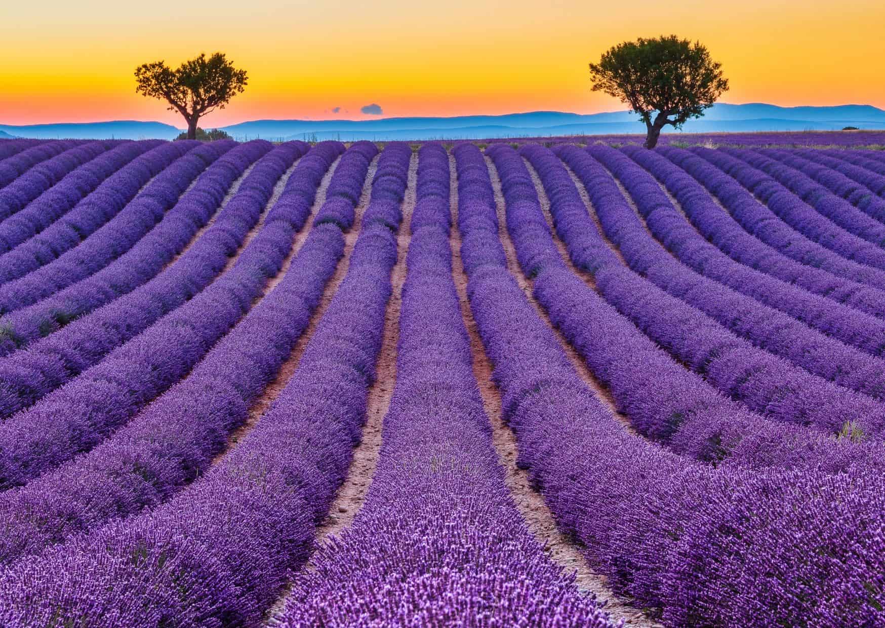 North France Vs South France Which Is Better For Travel And Food, 8 Reasons For Americans to Move to France, 10 Top Money-Saving Tips For France, 15 Common Mistakes to Avoid in France and How to Avoid Them