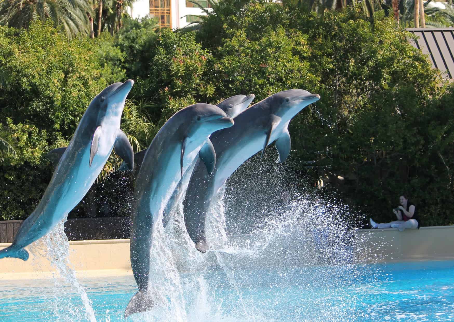 The Dark Side of Touristic Wildlife Encounters