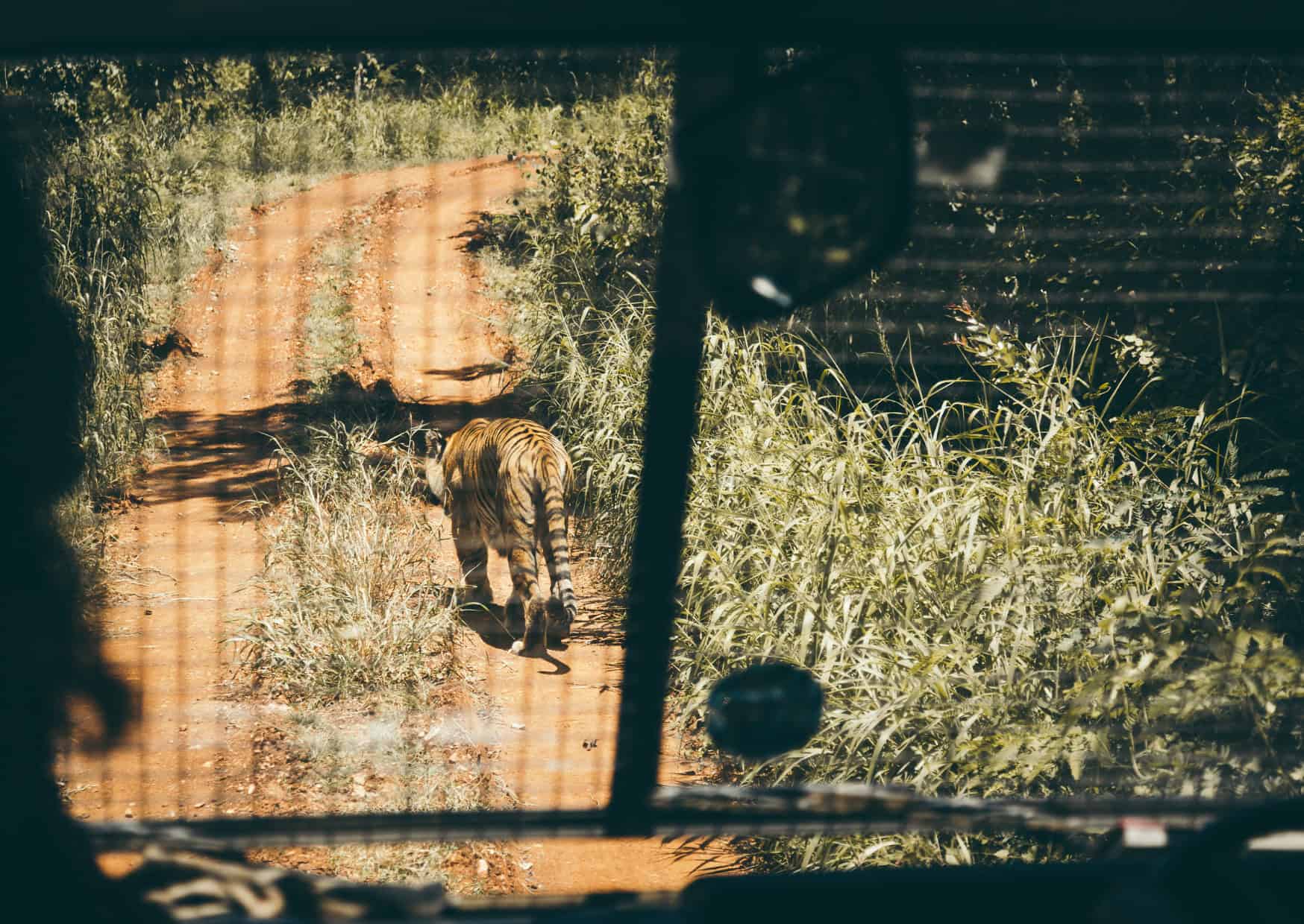 The Dark Side of Touristic Wildlife Encounters