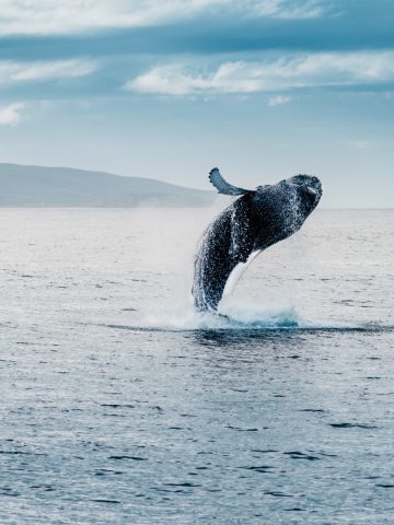 5 Examples of The Dark Side of Touristic Wildlife Encounters, Don’t Do This in Iceland: 20 Things Not to Do in Iceland