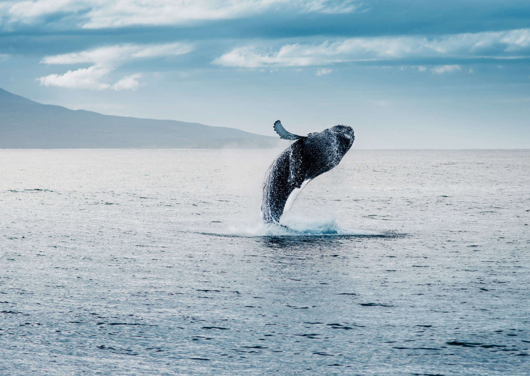 The Dark Side of Touristic Wildlife Encounters