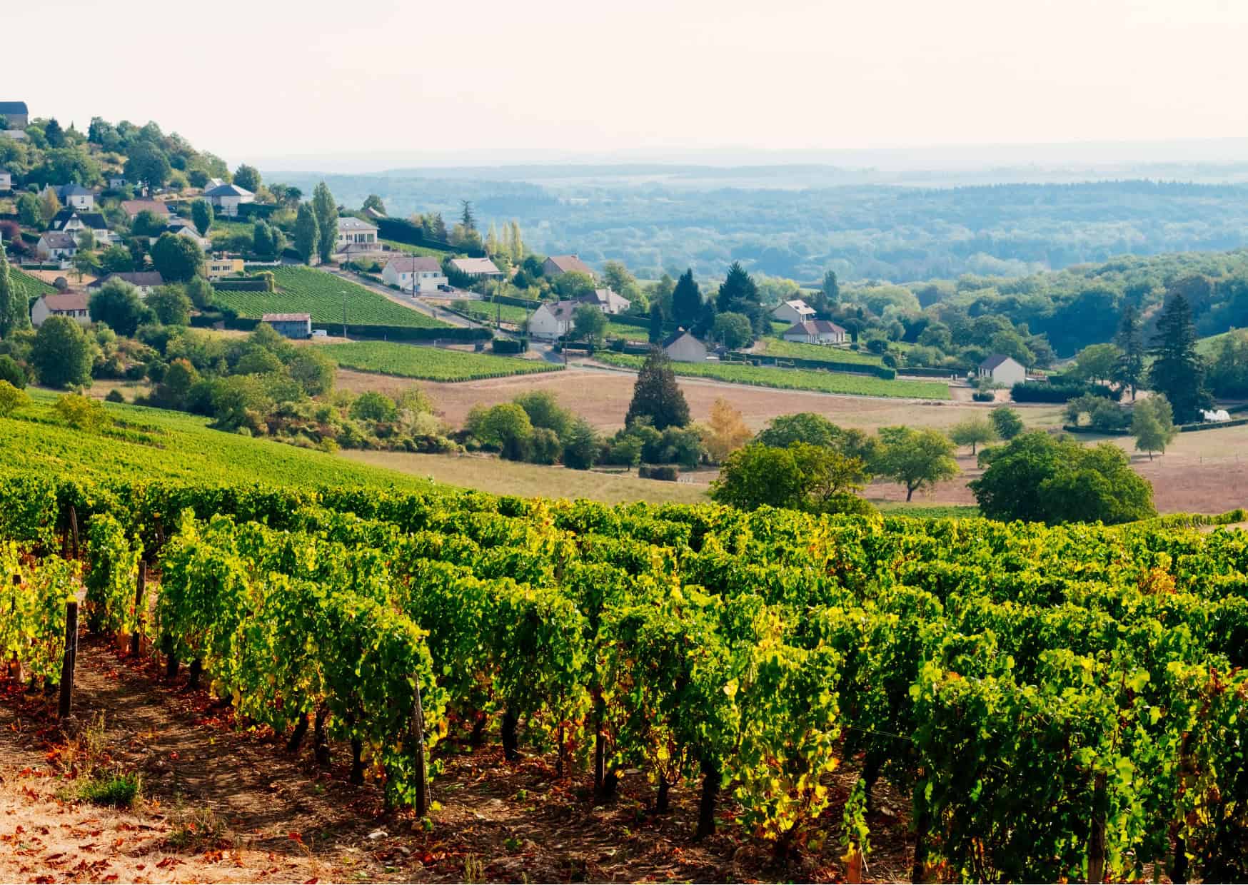 September to December Travel Destinations Vineyards at Sancerre Loire Valley France