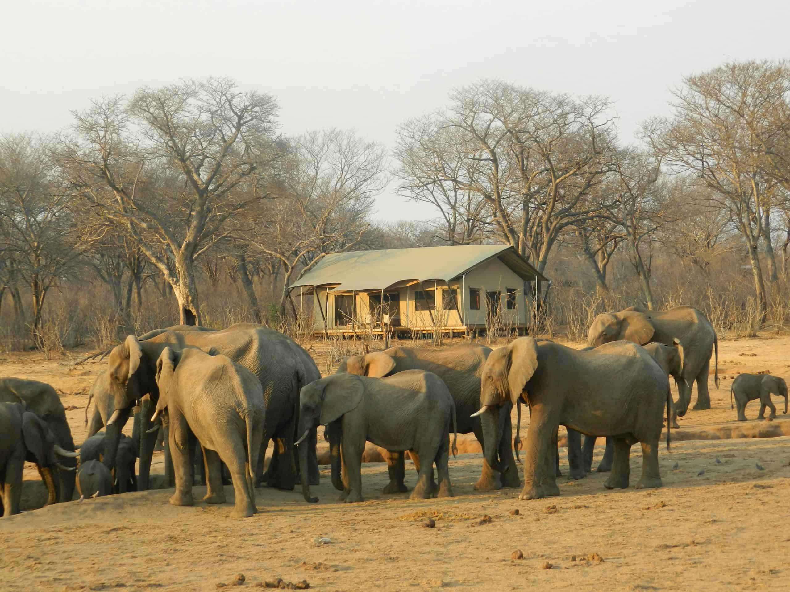 The Future of Travel: 4 Top Trends That Will Change How You Explore the World 1 Sustainable Tourism Hwange National Park Main Camp Zimbabwe scaled