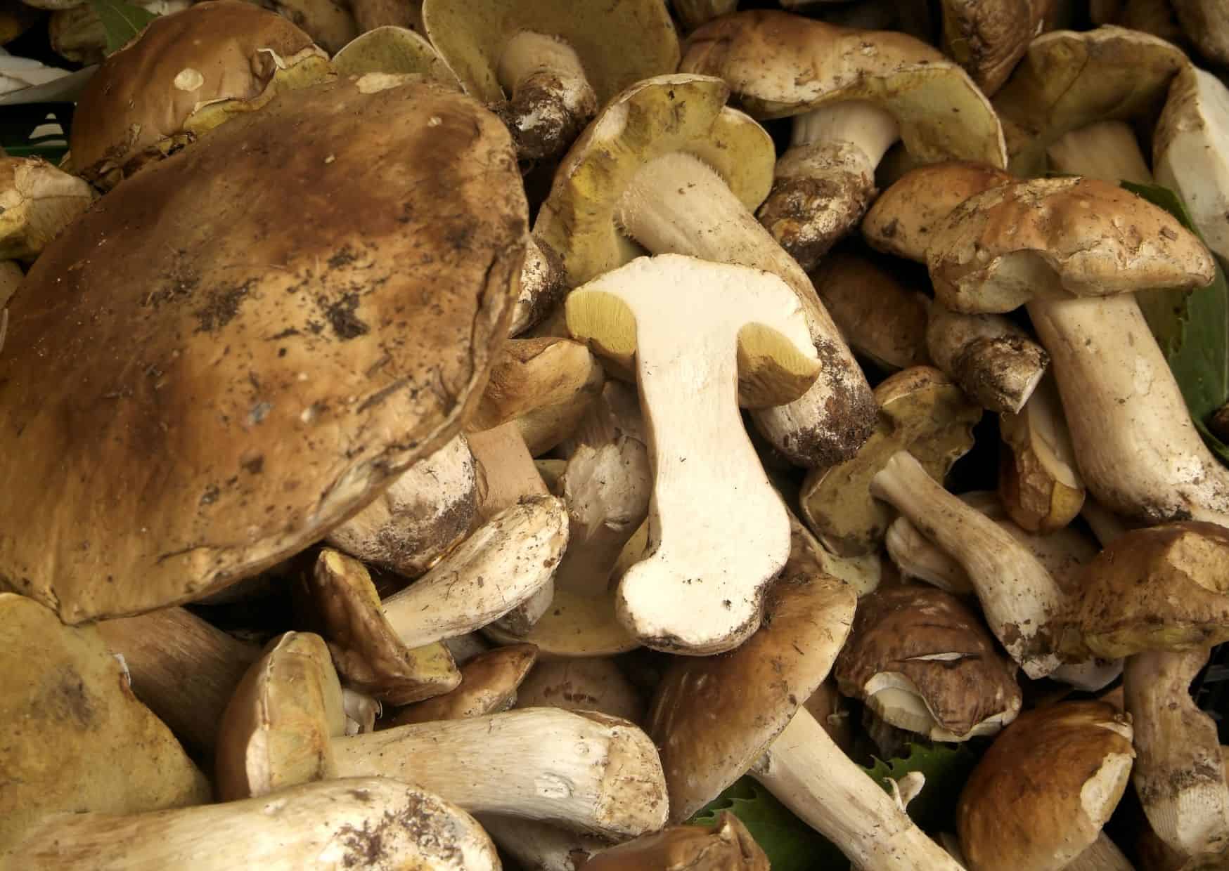 Truffle Fair – Alba, Italy