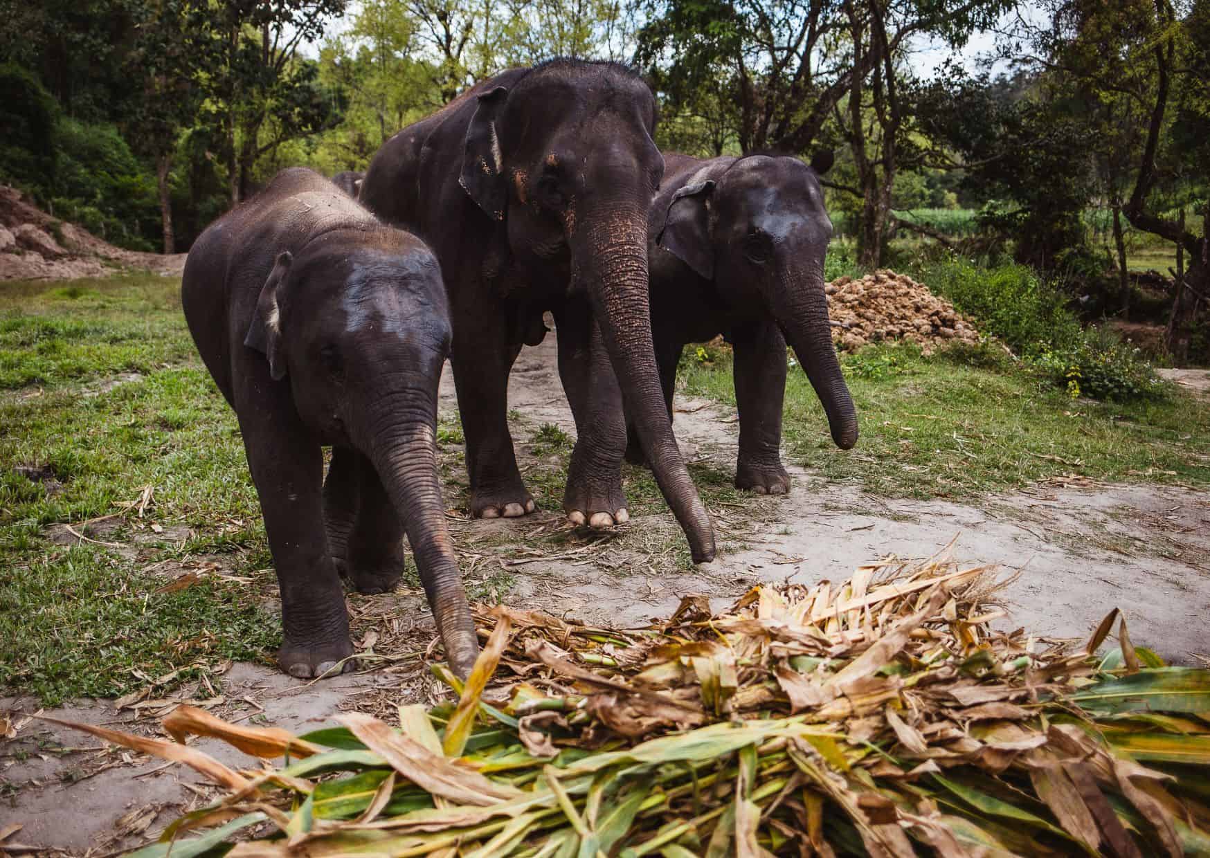 Why Not to Visit an Elephant Sanctuary And Reasons to Visit One On Your Travels