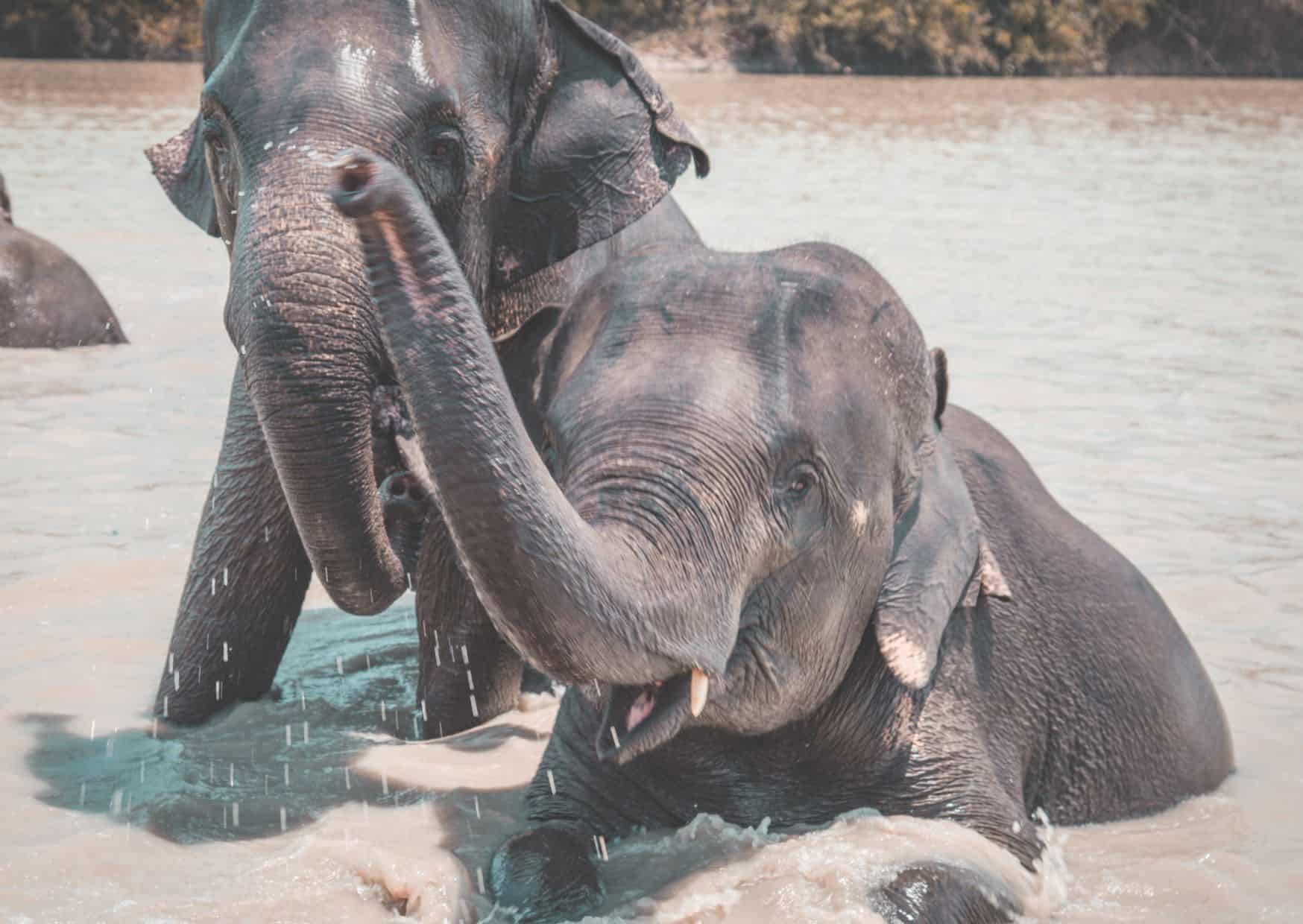 Why Not to Visit an Elephant Sanctuary And Reasons to Visit One On Your Travels