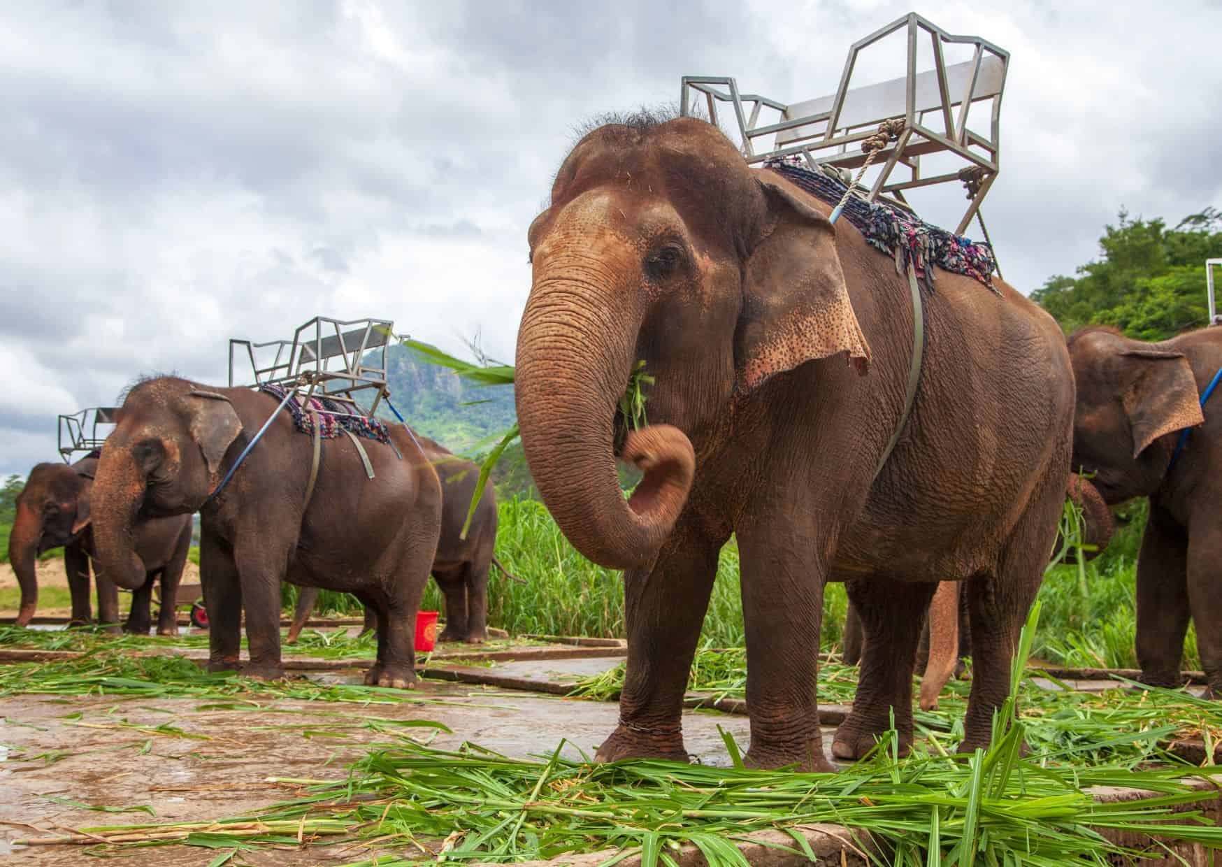 Why Not to Visit an Elephant Sanctuary And Reasons to Visit One On Your Travels