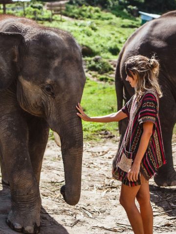 Why Not to Visit an Elephant Sanctuary And Reasons to Visit One On Your Travels