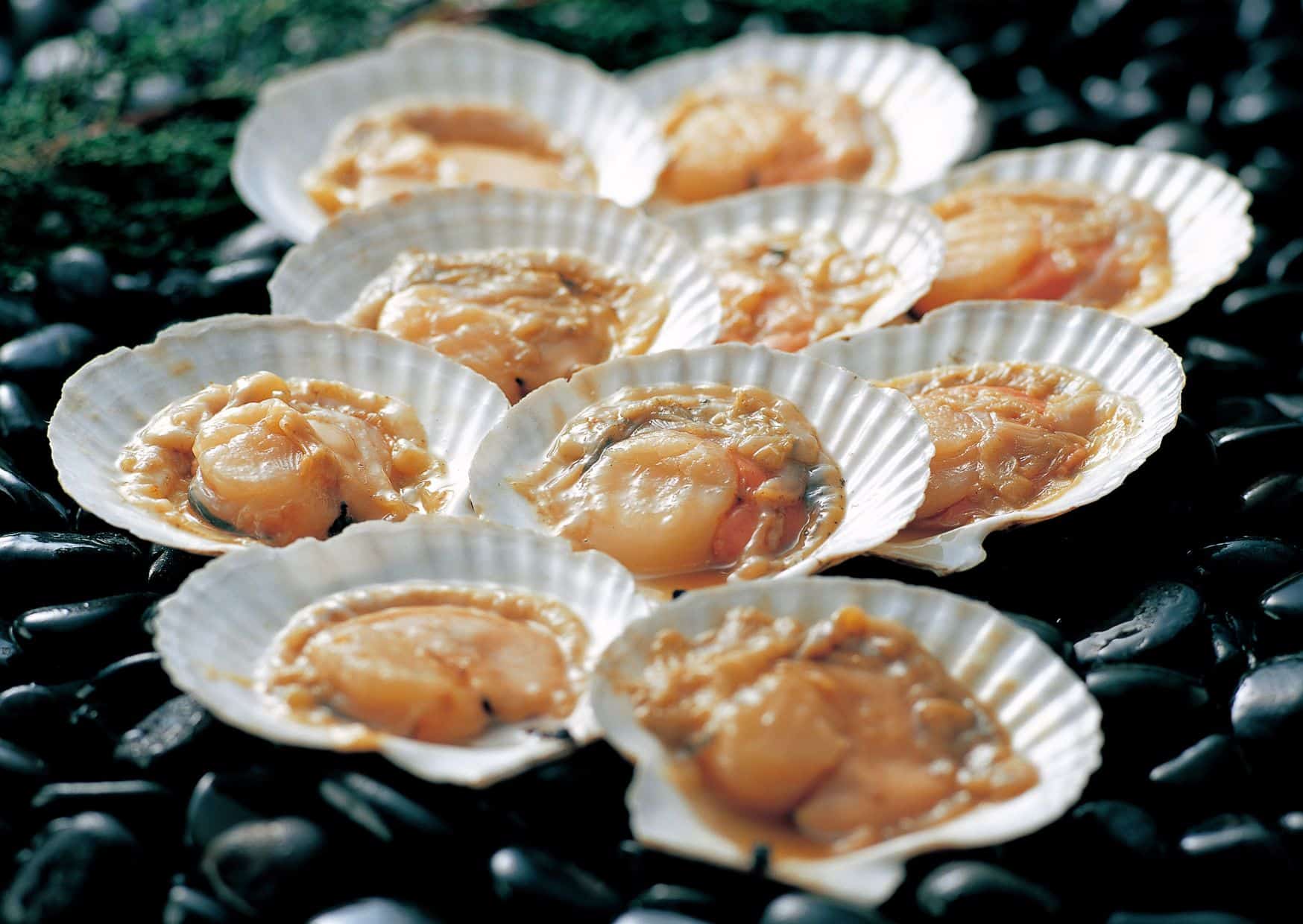 Coquilles Saint-Jacques
