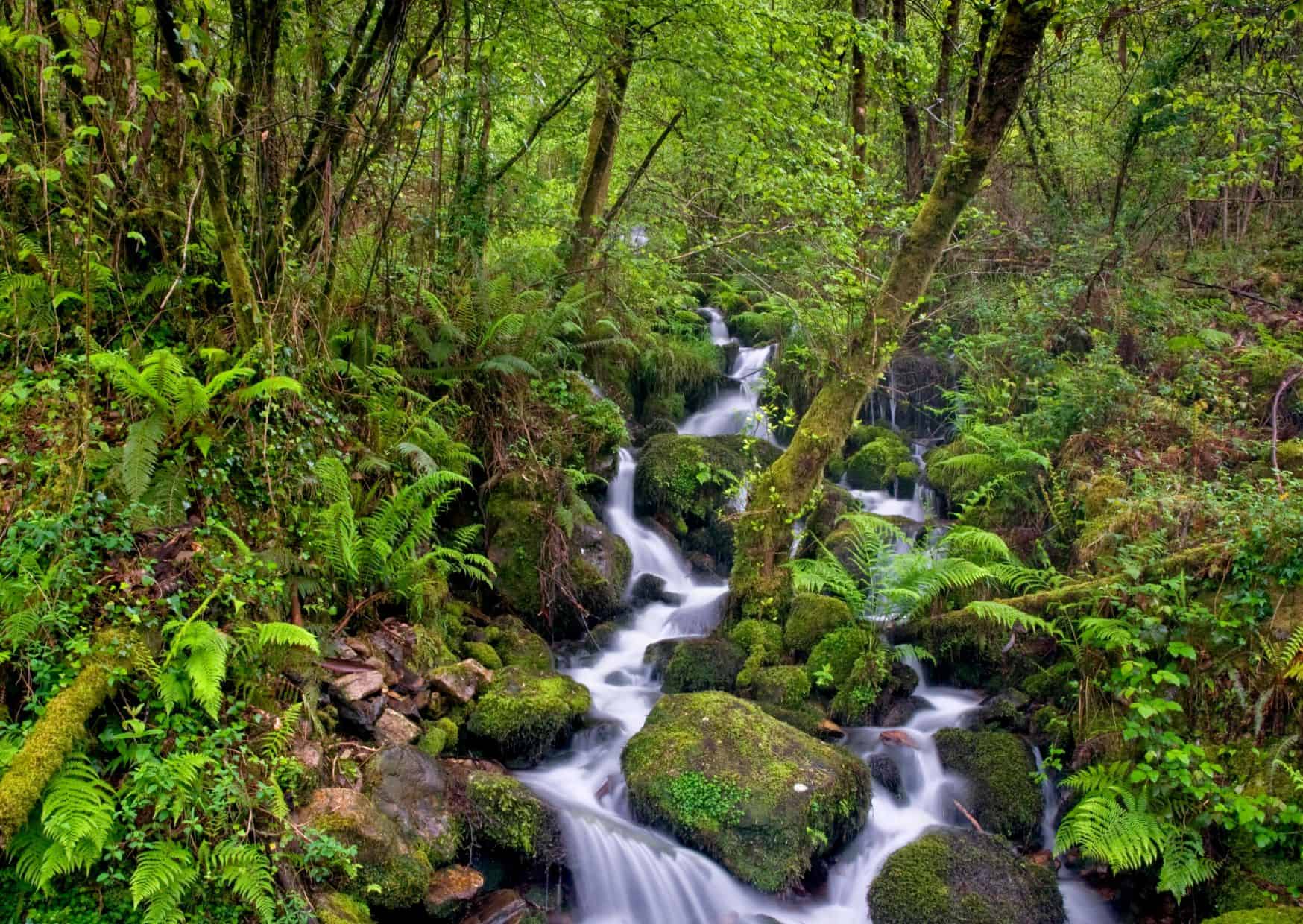 Fragas do Eume (Galicia)