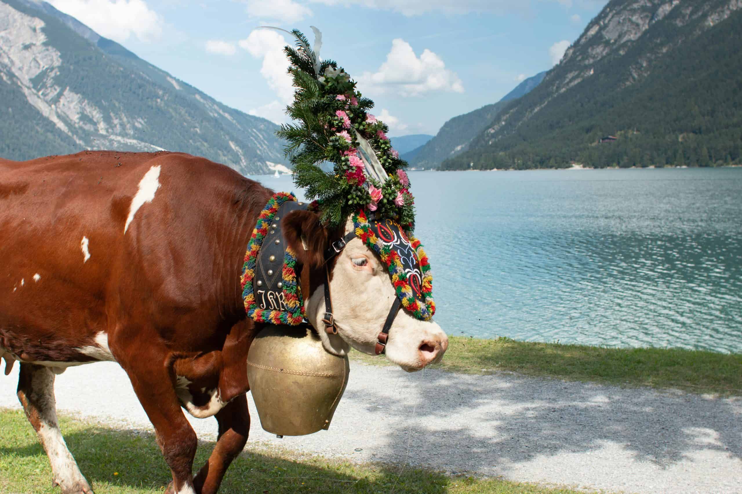 Almabtrieb Cattle Descent – Austria scaled