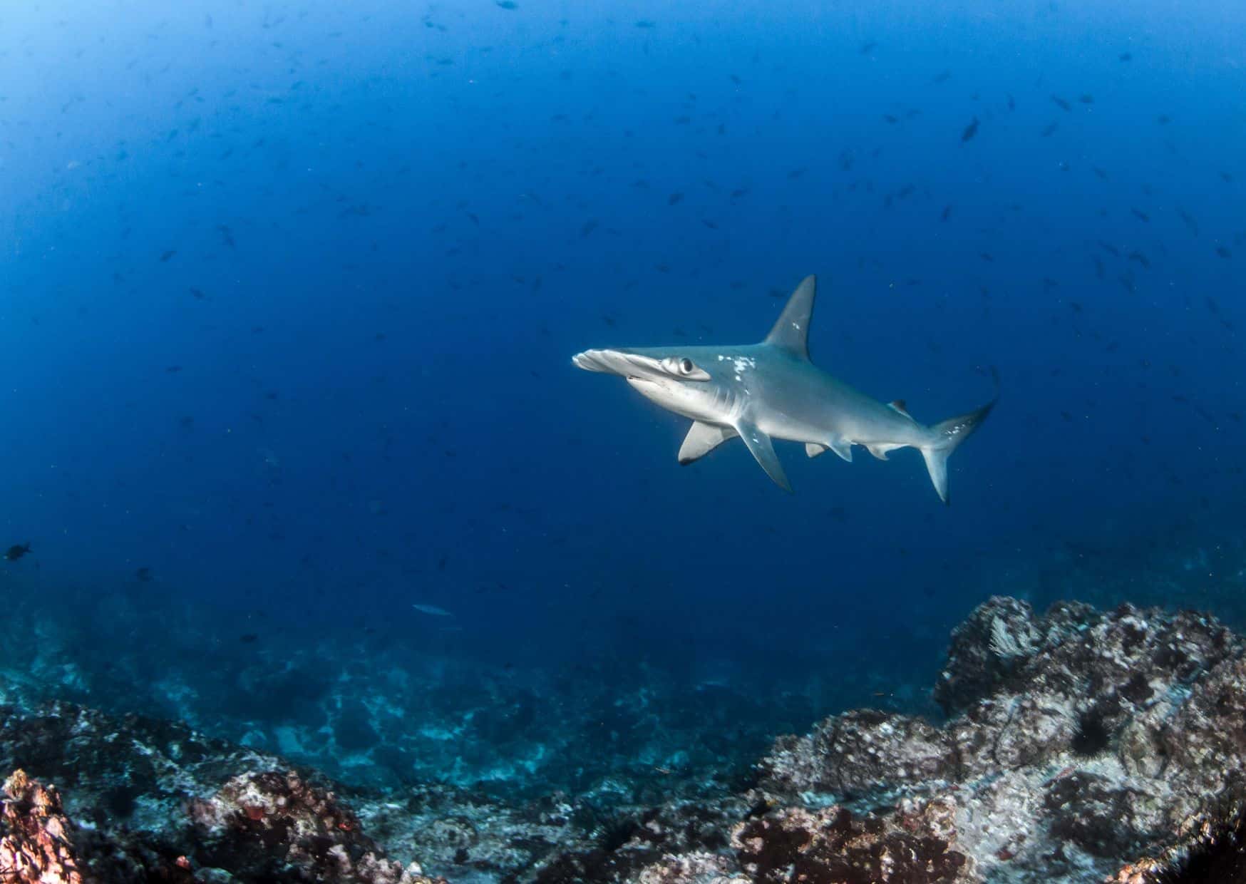 Cocos Island Costa Rica