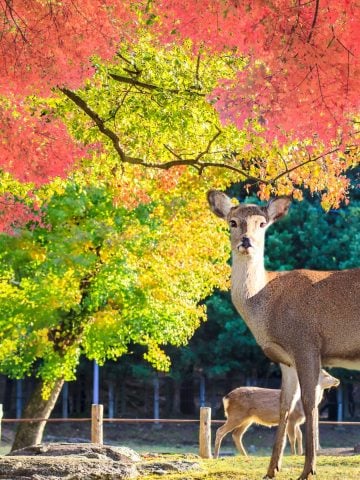 Forget About Tokyo in Japan and Visit These Places Instead