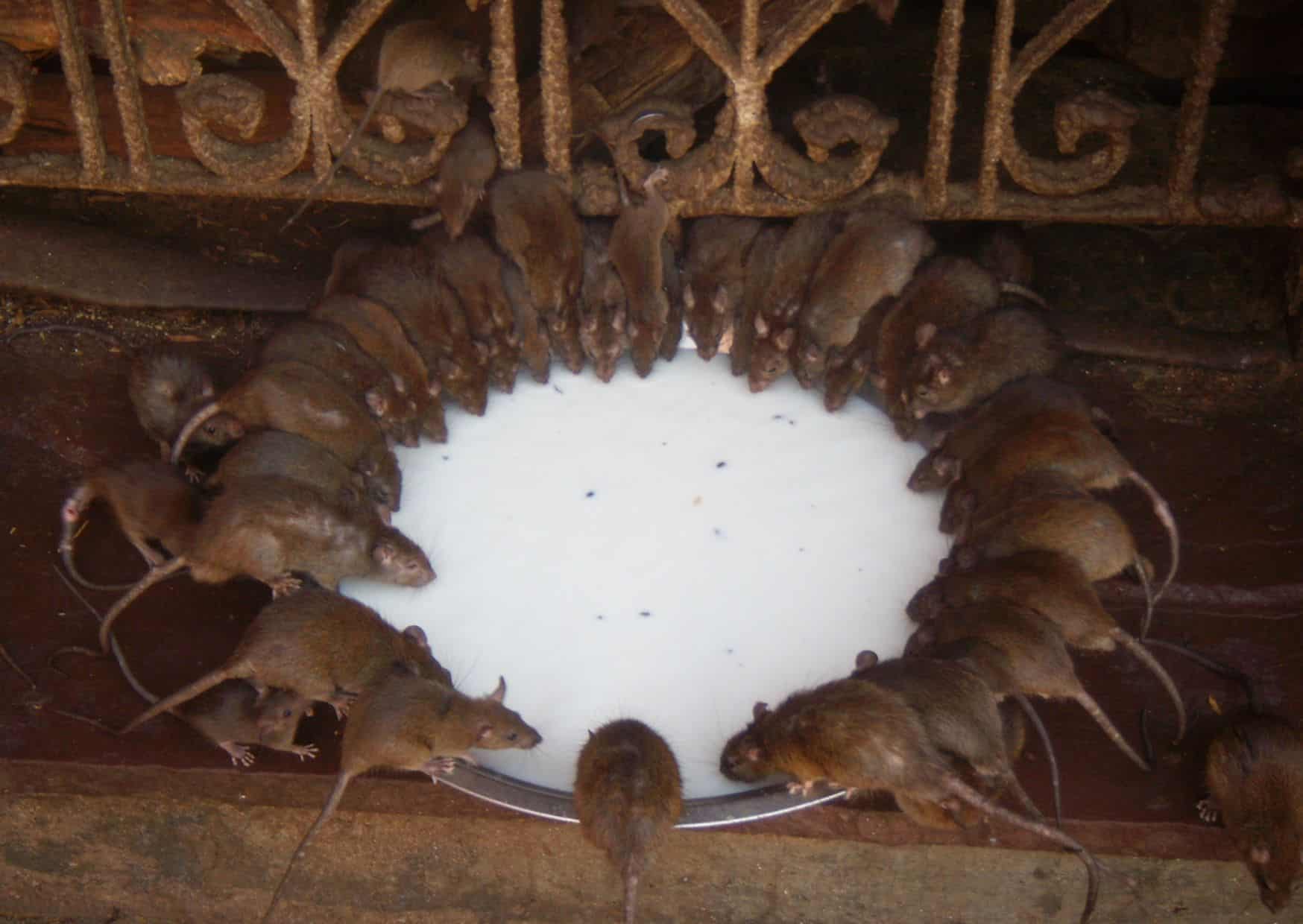 12 Weirdest Places to Visit in Europe 10 Karni Mata Temple (Temple of Rats) - Austria (original in India)