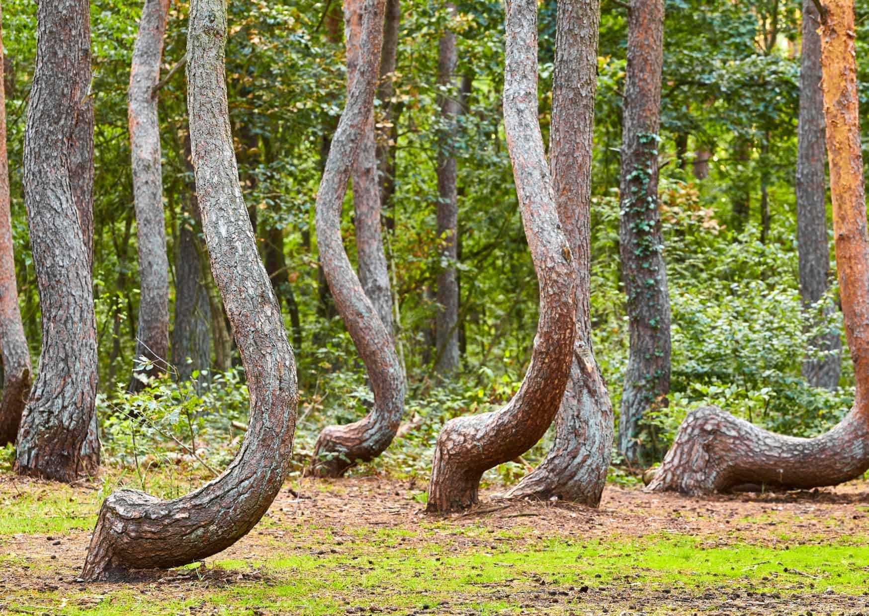 12 Weirdest Places to Visit in Europe 3 The Crooked Forest - Poland