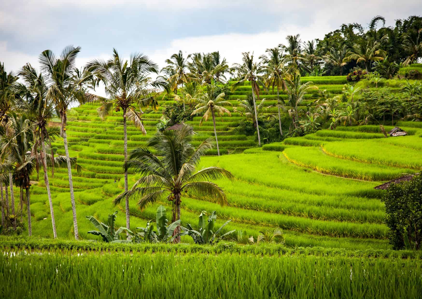 Don’t Visit Bali? Reasons to Skip Bali & Why You Should Still Go