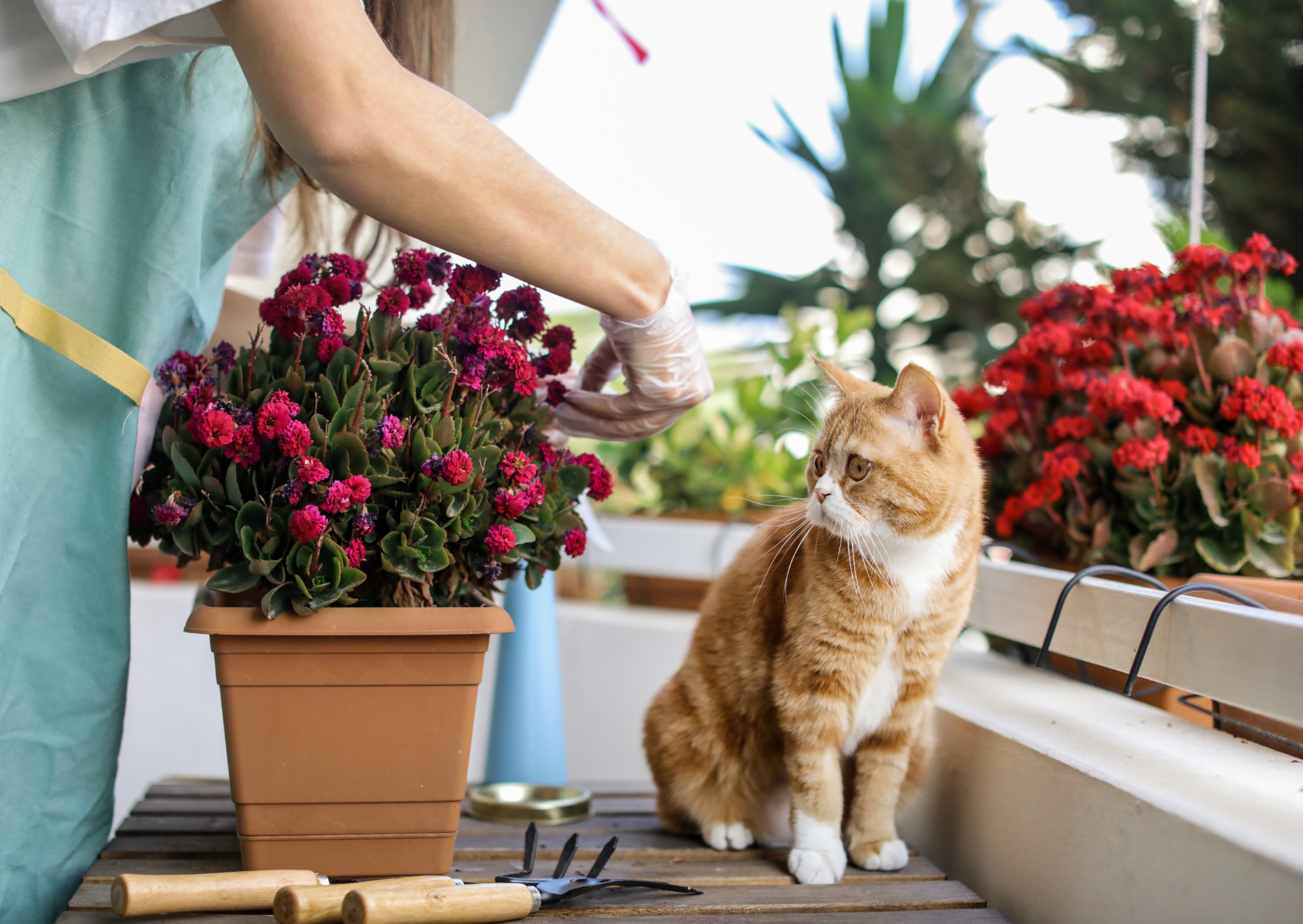 How Europeans Spend Their Evenings 5