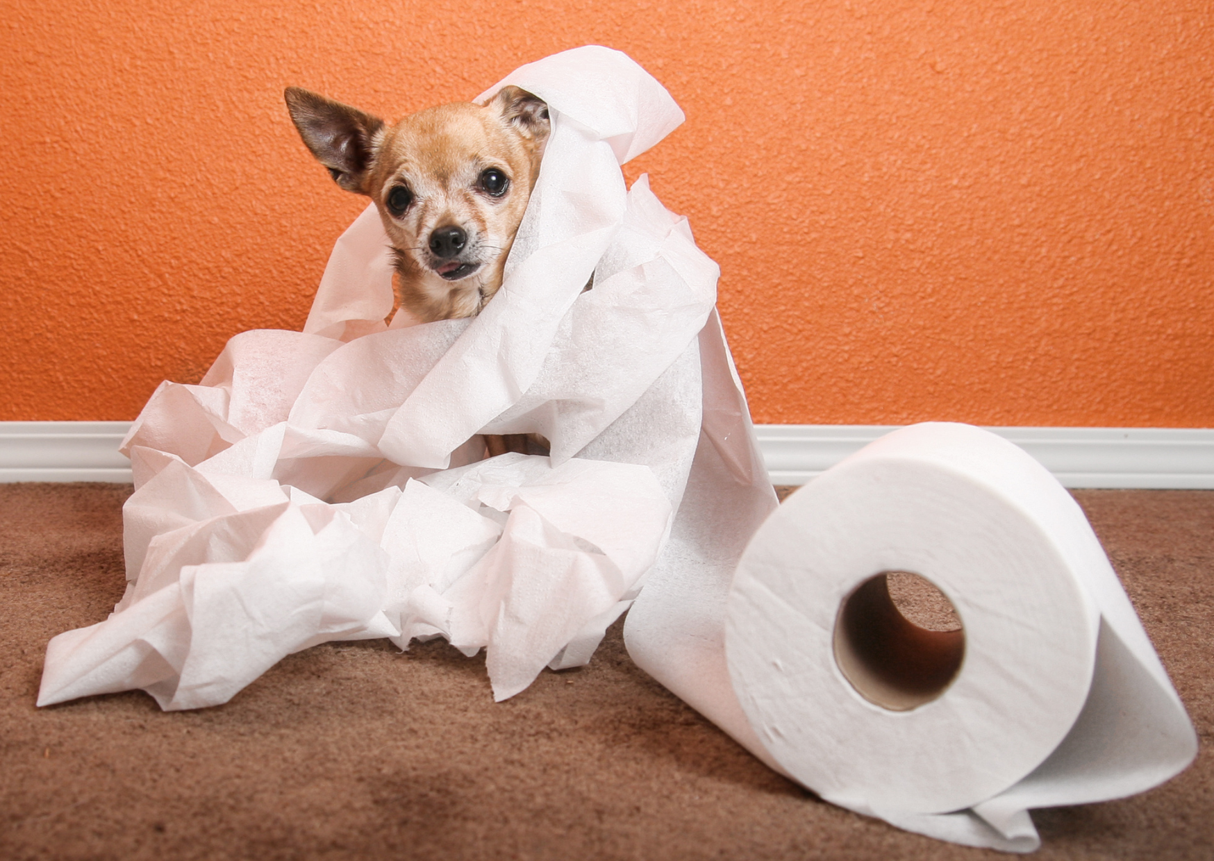 Bathroom Emergency Spanish People Handle 5