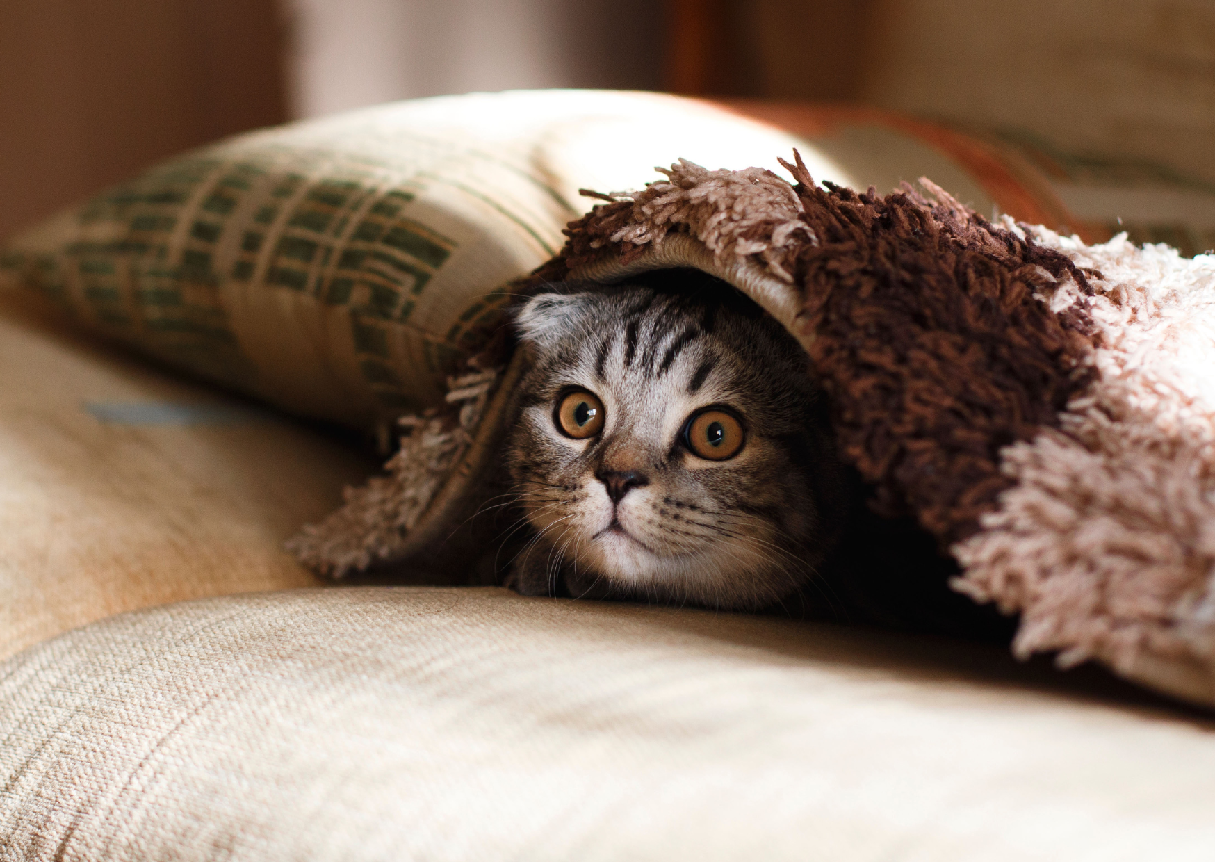 Why European Pillowcases Have This Feature That American Allergists Say Harbors Mites 6 European Pillowcases 2