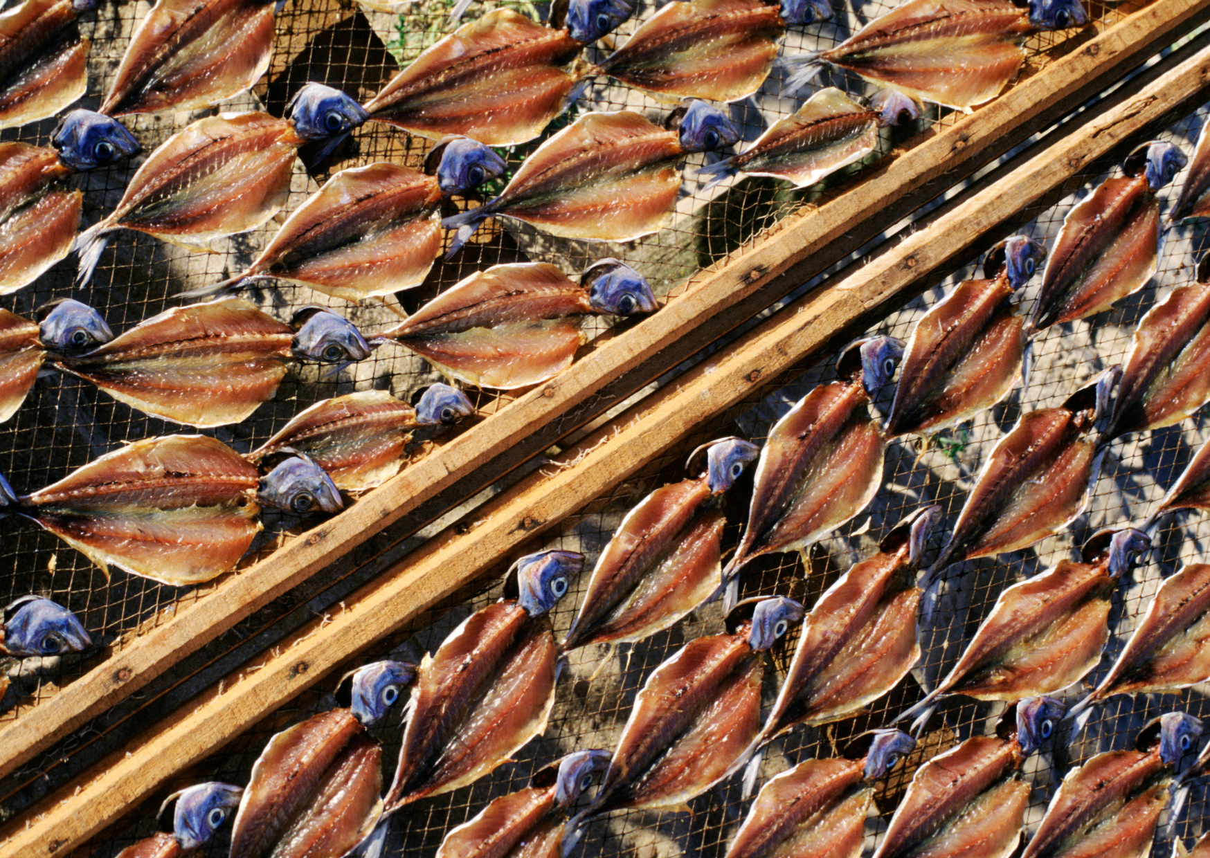 Portuguese Leave Fish in the Sun 2