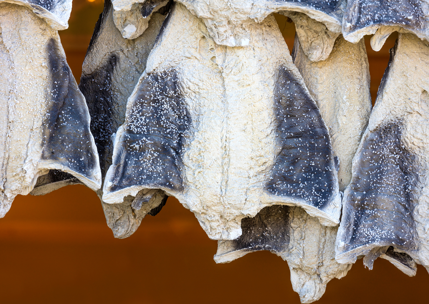 Portuguese Leave Fish in the Sun 5