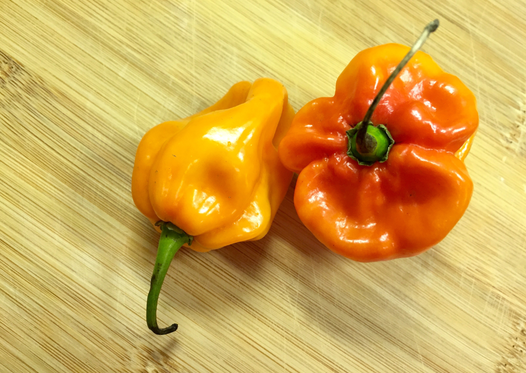 Scotch Bonnet 2