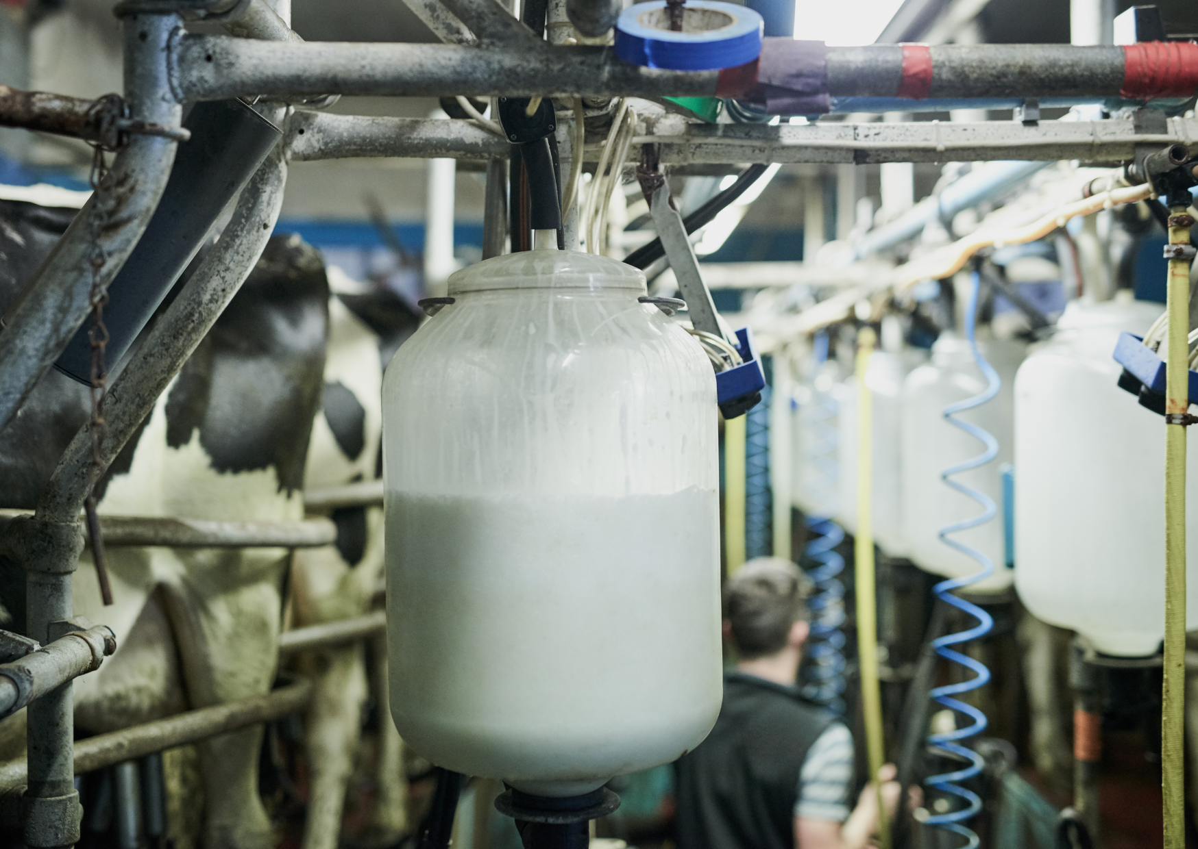 milk processing 2