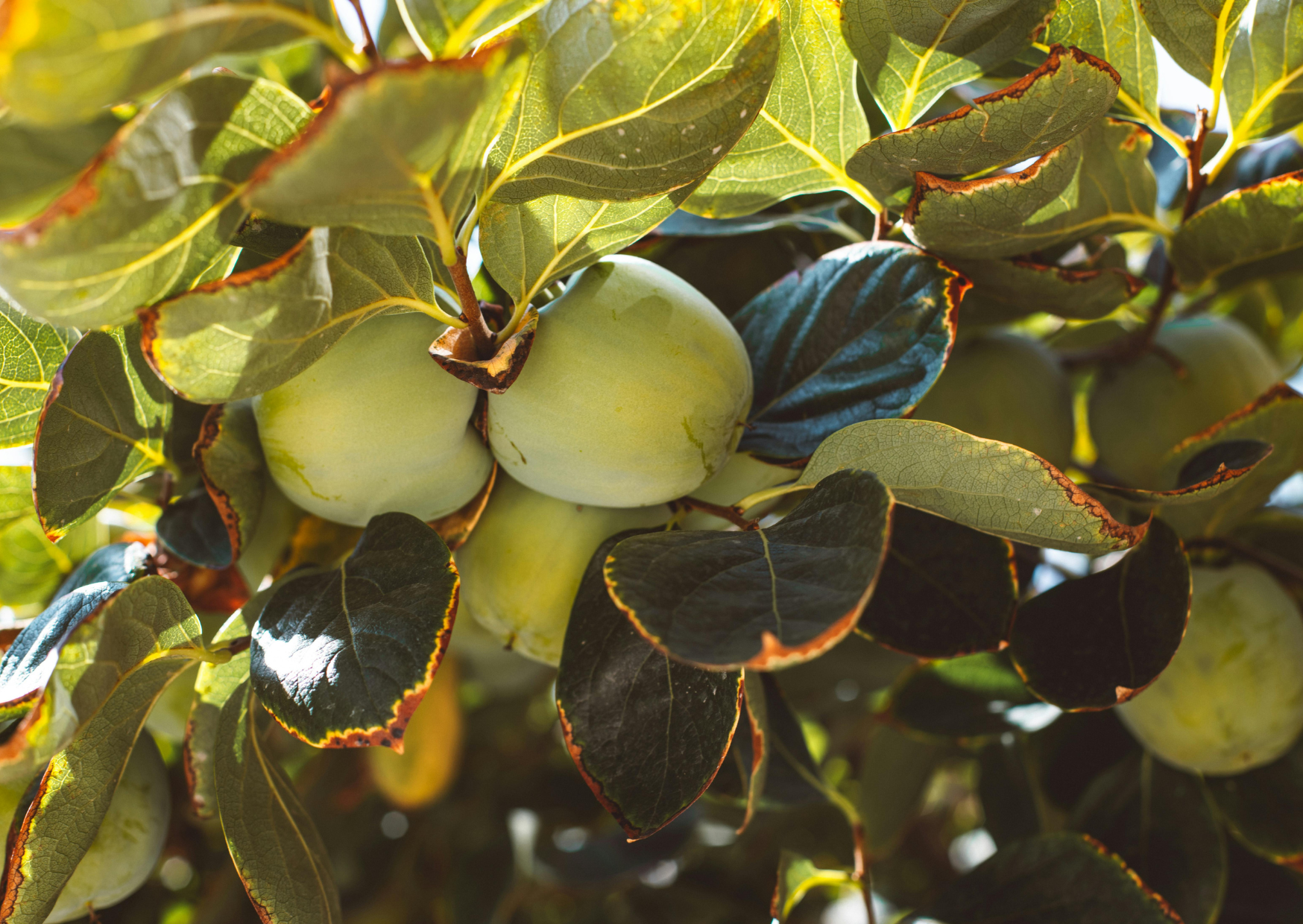 Why European Produce Tastes Better in Winter - The Science 2 produce 3