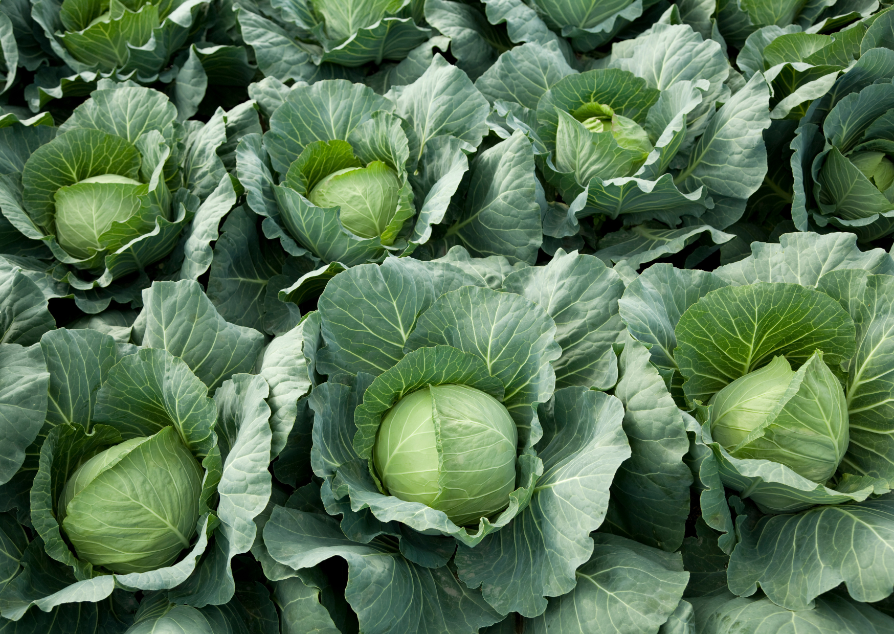 Portuguese Winter Produce