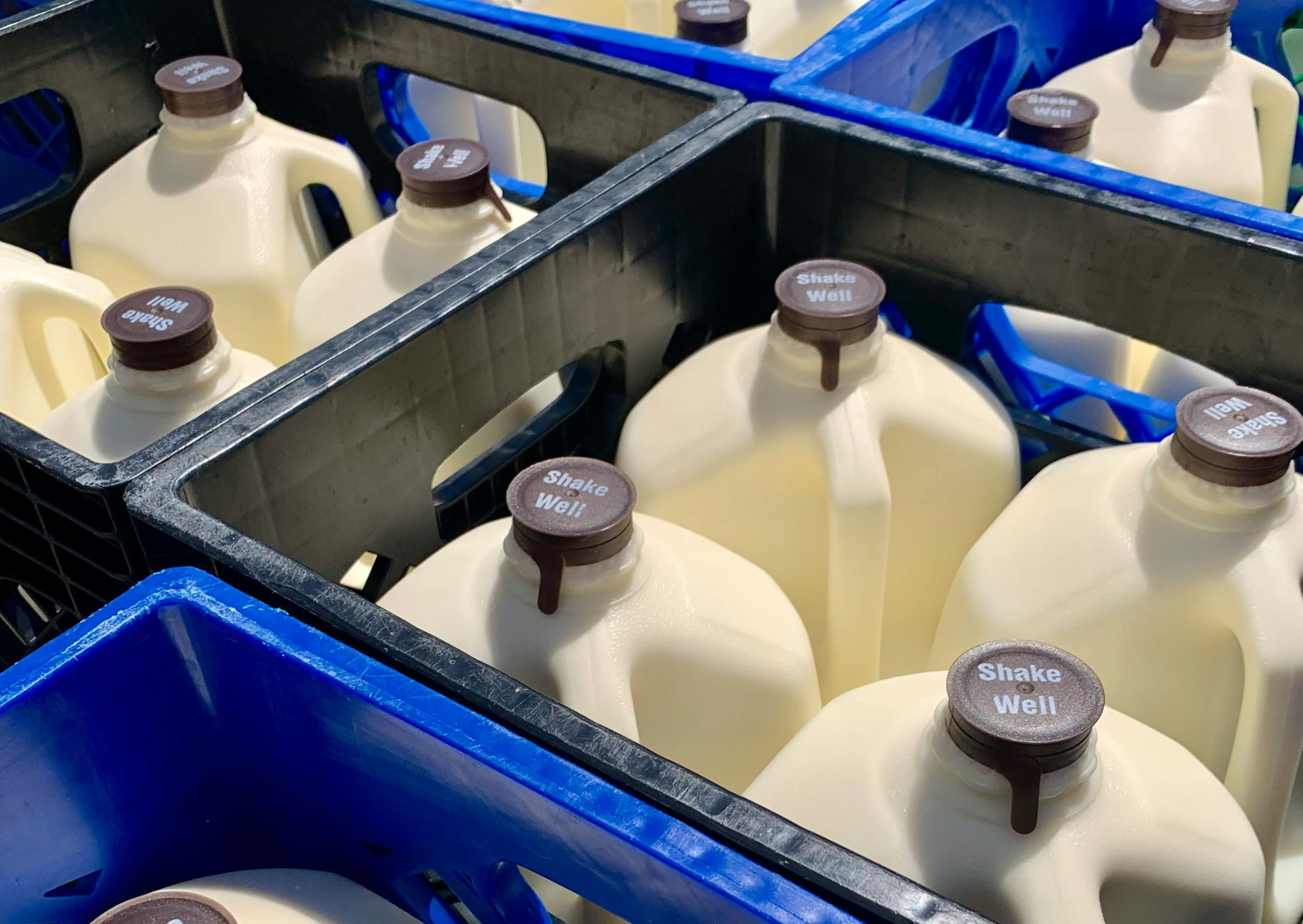 I Eliminated American Dairy for 60 Days and Switched to European Sources, Down 22 Pounds and Off Allergy Meds 1 American dairy