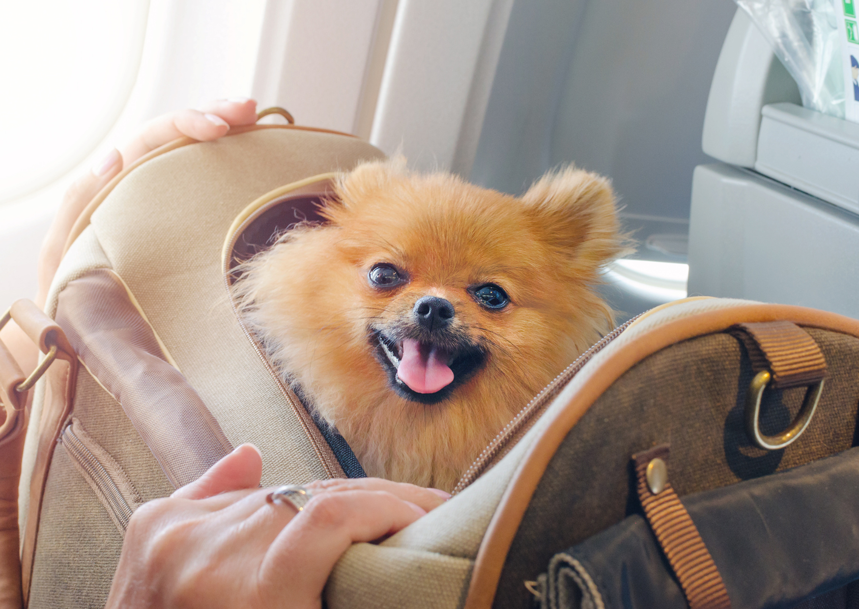 Flying a Dog to Europe Costs More Than Most Americans Budget: Full Breakdown 2 flying a dog to europe 2